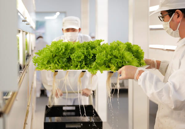 野菜生産の手順